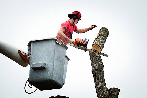 Best Commercial Tree Services  in Kingstown, MD